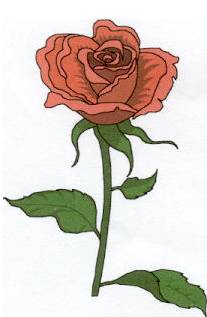A Rose from Betsey