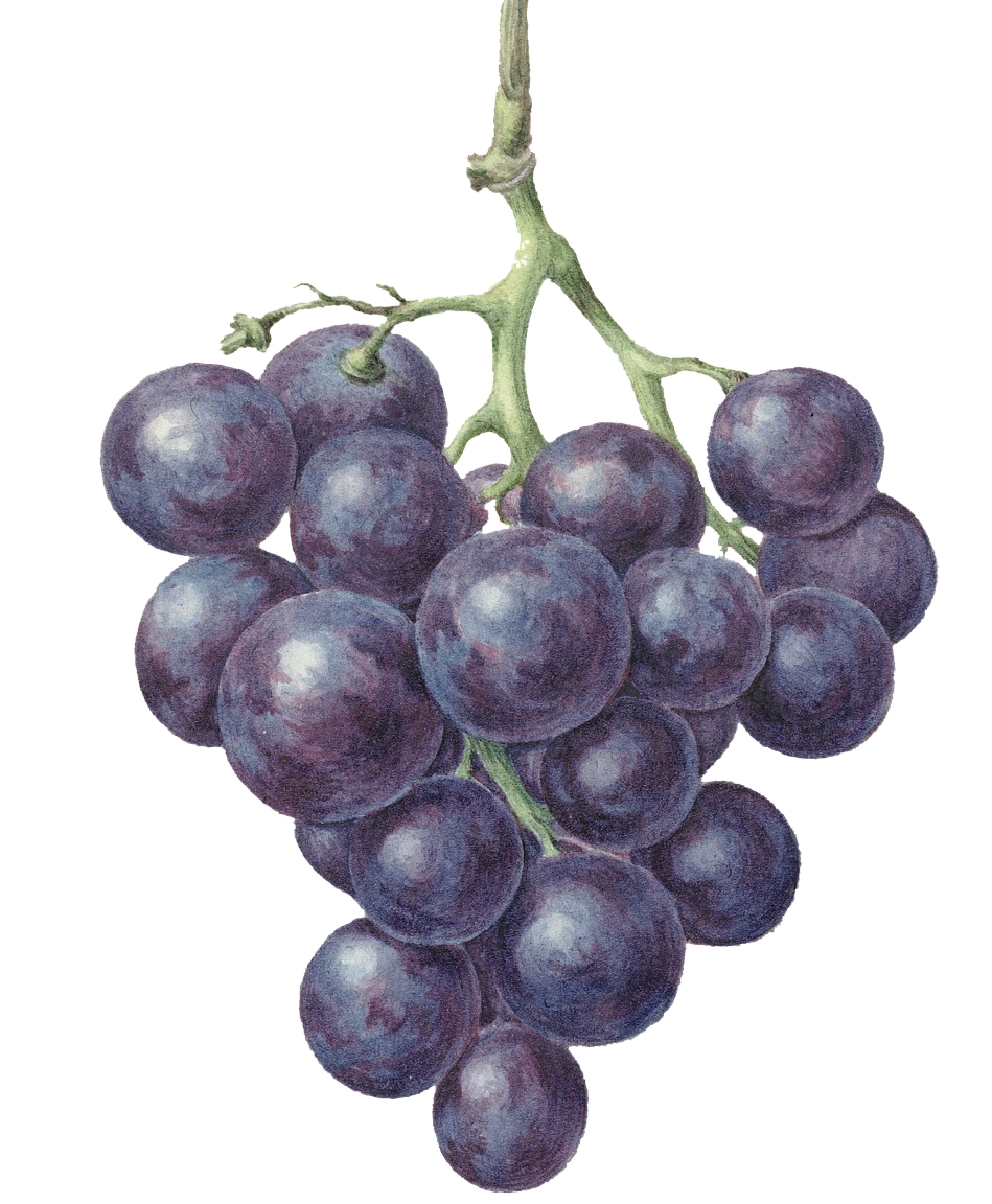 merre57-grape-5565368_1280