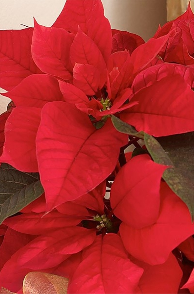 Memorial_Garden_Poinsettias